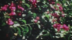 Horizontal photographic still that captures lush green foliage with budding pink flowers.