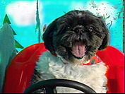 A black and white shih tzu dog sits happily behind the driver's seat of a vibrant red toy car. A fabricated backdrop stages the setting of the ride in a wintery forest scene.